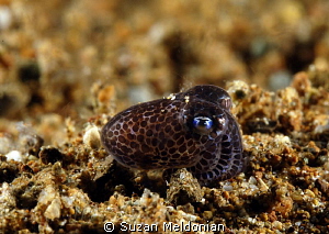 Bobtail squidling... by Suzan Meldonian 